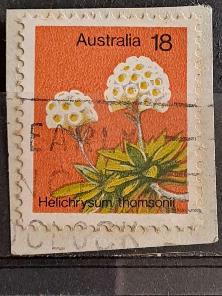 1975 - Australia - 18 - Helichrysum Thomsonii
