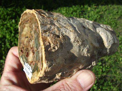 PETRIFIED  (FOSSIL) WOOD LARGE LOG.. 1.1 KG.