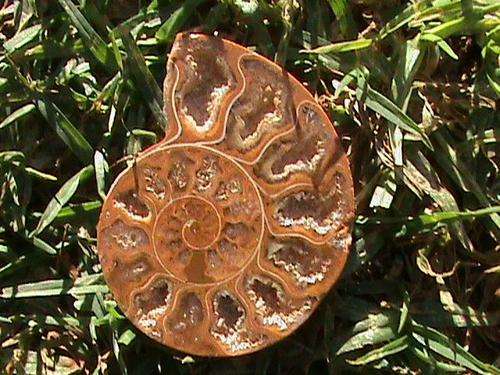 AMMONITE FOSSIL, 120 MILLION YEARS OLD