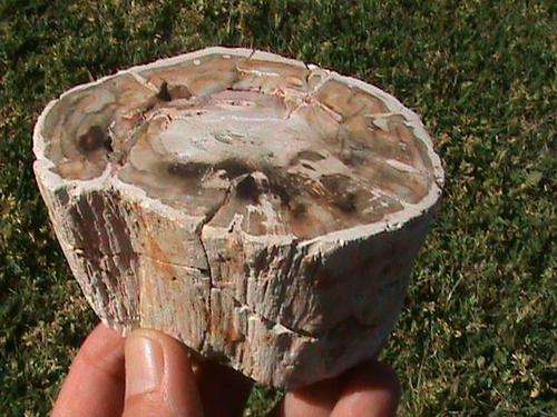 PETRIFIED WOOD FOSSIL...!! +-120 MILLION YEARS OLD...!!
