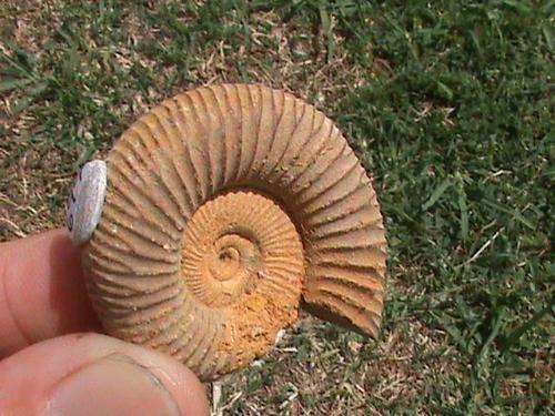 AMMONITE FOSSIL...!! WHOLE AND UNPOLISHED...!! +-120 MILLION YEARS OLD...!!