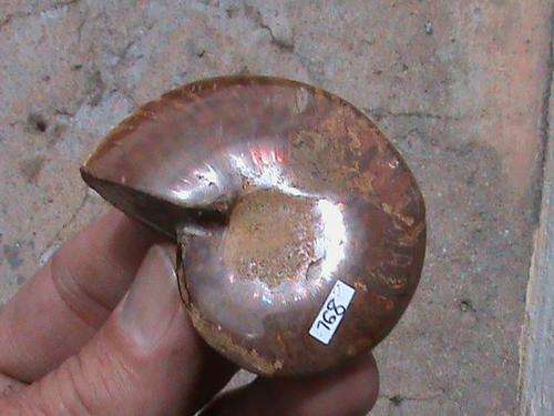 WHOLE AMMONITE FOSSIL...! +-120 MILLION YEARS OLD...!!