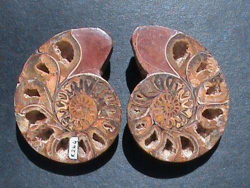 AAA GRADE AMMONITE FOSSIL PAIR. MEDUIM LARGE SIZE.....FROM MADAGASCAR