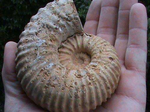 LARGE 120 MILLION YEAR OLD FOSSIL AMMONITE
