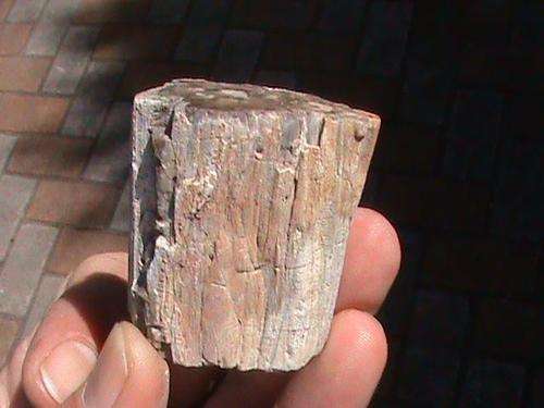 120 MILLION YEAR OLD FOSSIL WOOD...ONE SIDE POLISHED