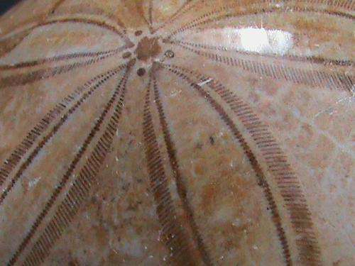 FOSSIL PANSY SHELL....good price !