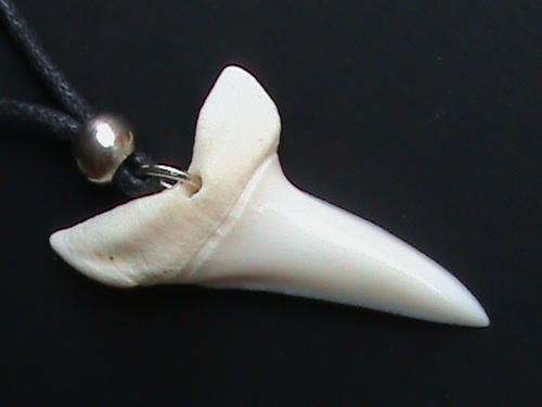 SHARK TOOTH NECKLACE