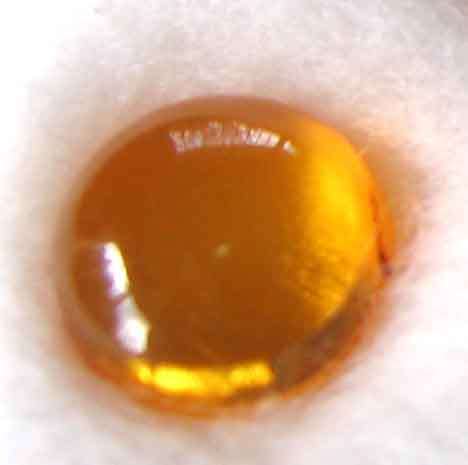 10.00 x 8.00 mm  Amber 1.04 ct.