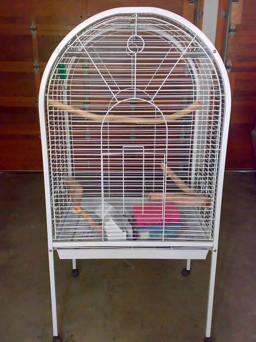 Parrot Cage