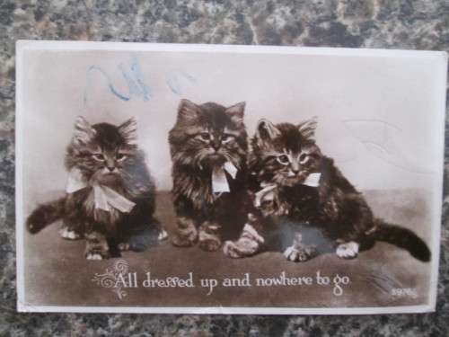 VINTAGE - POSTCARD ALL DRESSED UP AND NOWHERE TO GO - KITTENS