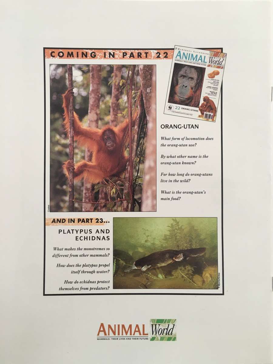 LOVELY MAGAZINE - ANIMAL W0RLD - NO.  21 - RABBITS - 1993