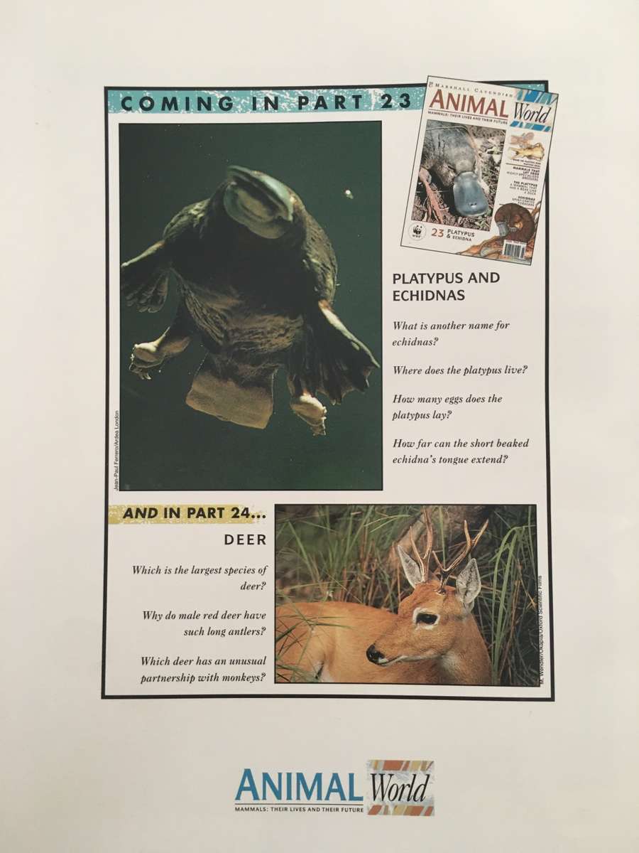 LOVELY MAGAZINE - ANIMAL W0RLD - NO.  22 - ORANG-UTANS - 1993