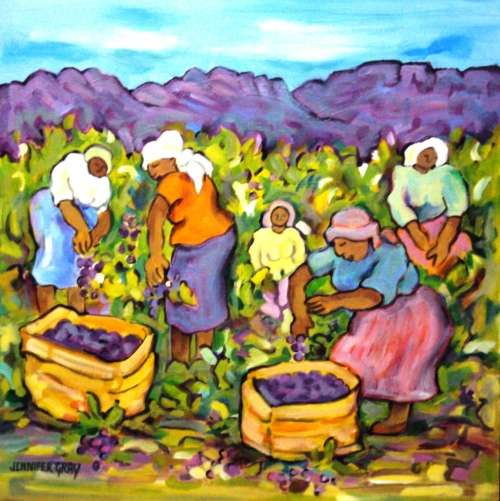 Grape harvester in the winelands