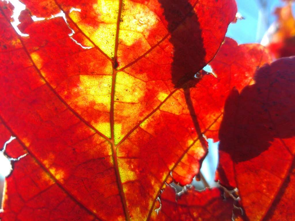 LG G4 | QHD Quantum Display | 4G LTE | 16MP/4K camera | Snapdragon 808 hex core | Leather back