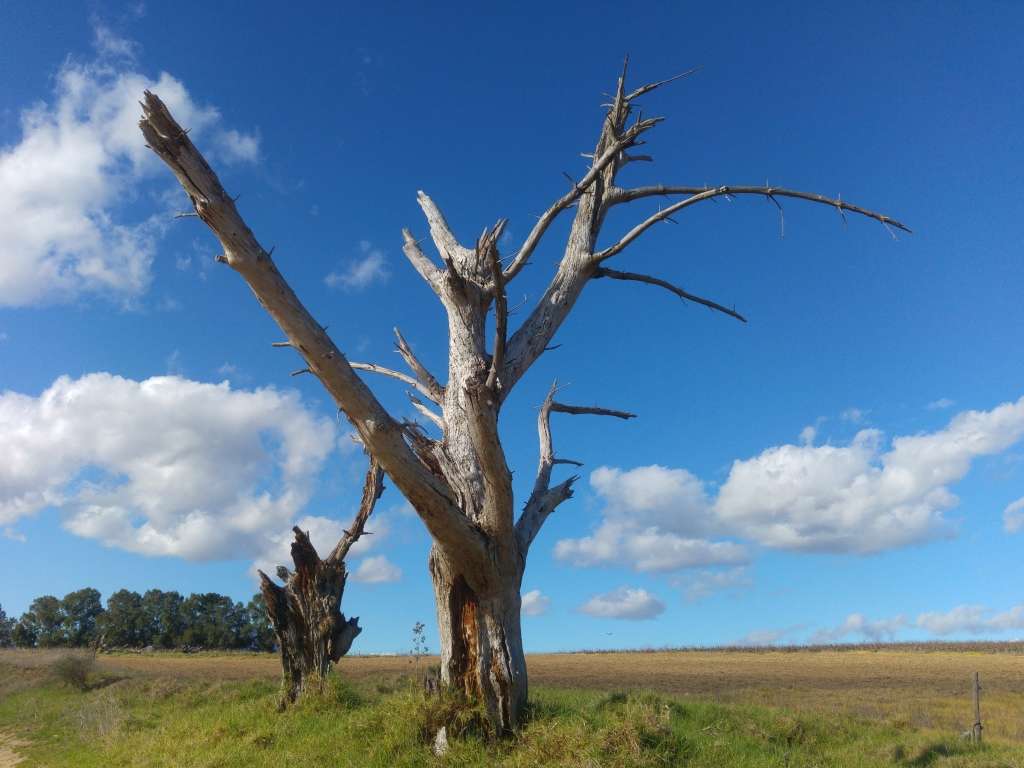 LG G4 | QHD Quantum Display | 4G LTE | 16MP/4K camera | Snapdragon 808 hex core | Leather back