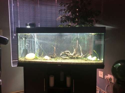 Aquarium : Jewel 240 liter with LOADS of supplies AND a breeding pair