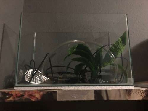 Aquarium : Jewel 240 liter with LOADS of supplies AND a breeding pair