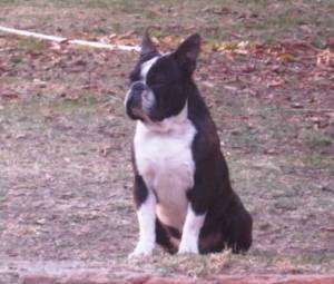 Boston Terrier male 1 year old