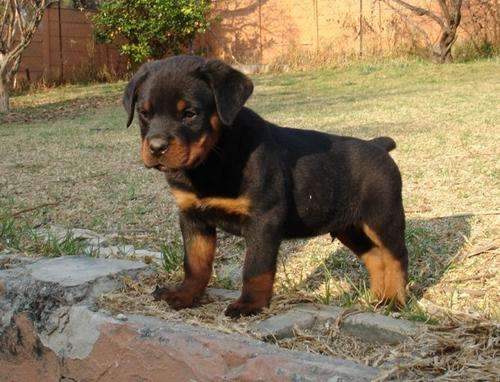 Rottweiler male puppy 6 weeks old