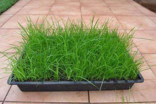 QUICK GROWING GRASS!!! 1 bag gingerGreen Grass Seeds Bag