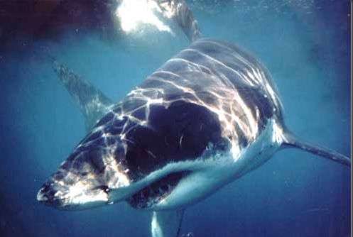 Great White Shark Cage Diving