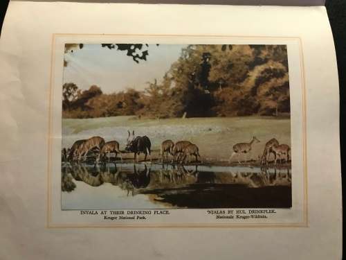 1940 VINTAGE BOOK - OUR SOUTH AFRICA NATIONAL PARKS -BY COL.STEVENSON HAMILTON (KRUGERPARK) TOP COND