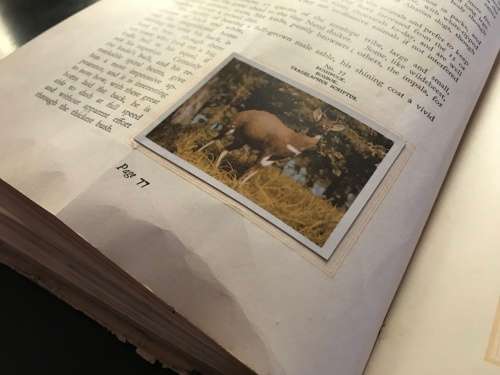 1940 VINTAGE BOOK - OUR SOUTH AFRICA NATIONAL PARKS -BY COL.STEVENSON HAMILTON (KRUGERPARK) TOP COND