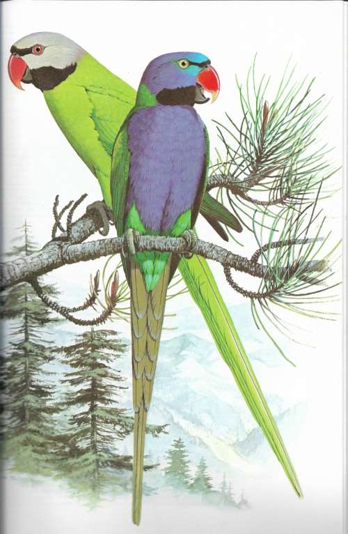 Parrots of the World 3rd Edition by Joseph M. Forshaw and William T. Cooper