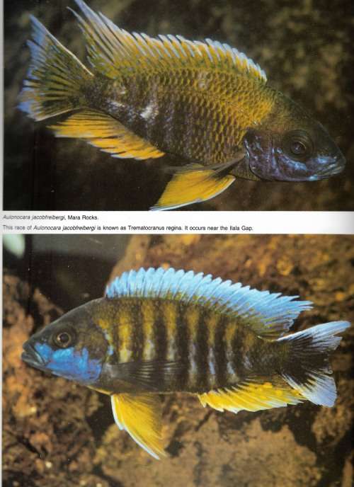 Ad Koningings's Cichlids and all the other Fishes of Lake Malawi by Ad Konings
