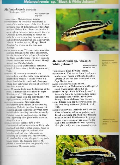 Ad Koningings's Cichlids and all the other Fishes of Lake Malawi by Ad Konings
