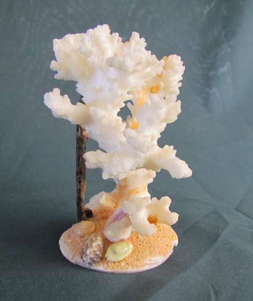 CORAL ORNAMENT on SHELL BASE=Natural Coral=Seahorse=Shells=REEF=SEA.