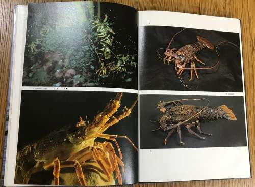 DIVING FOR CRAYFISH IN SOUTH AFRICA COLIN VARY Published by Struik 1983 Margo Branch LOBSTERS.