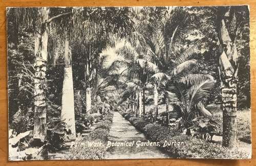 POSTCARD PALM WALK BOTANICAL GARDENS DURBAN NATAL UNION of SOUTH AFRICA PRINTED IN GREAT BRITAIN.