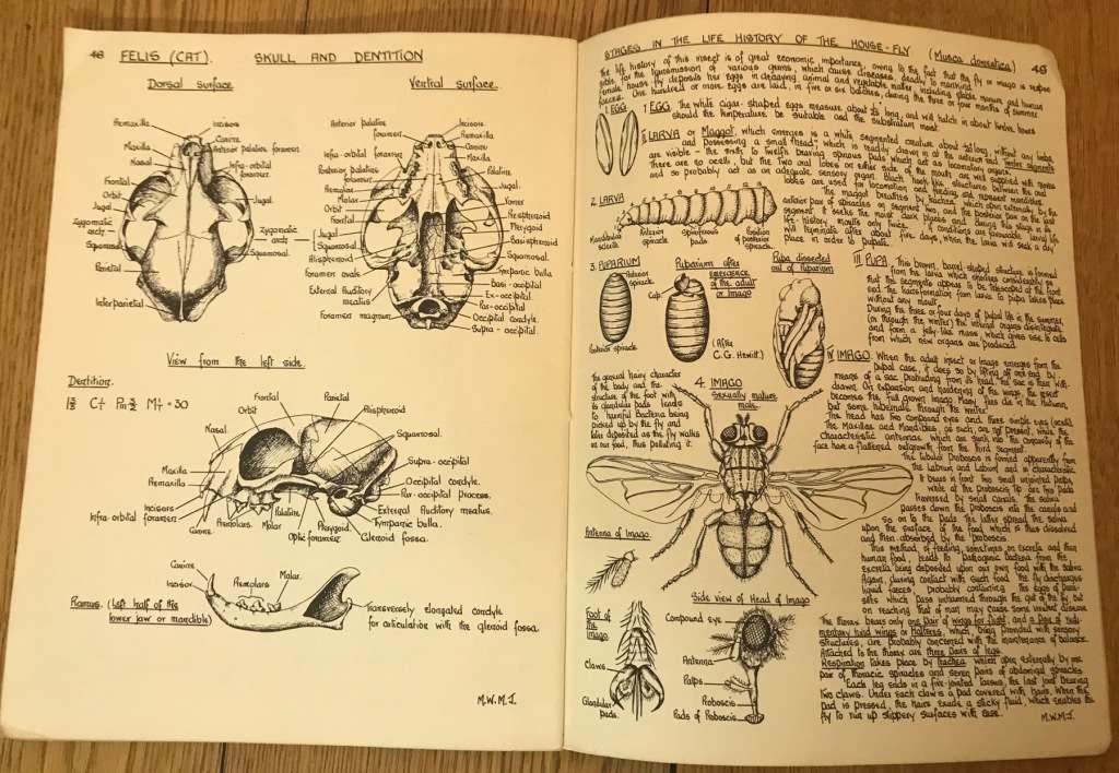BIOLOGICAL DRAWINGS, WITH NOTES PARTS I & II - Maud Jepson, M.Sc. BOTANY & ZOOLOGY 1956/7 5TH ed.