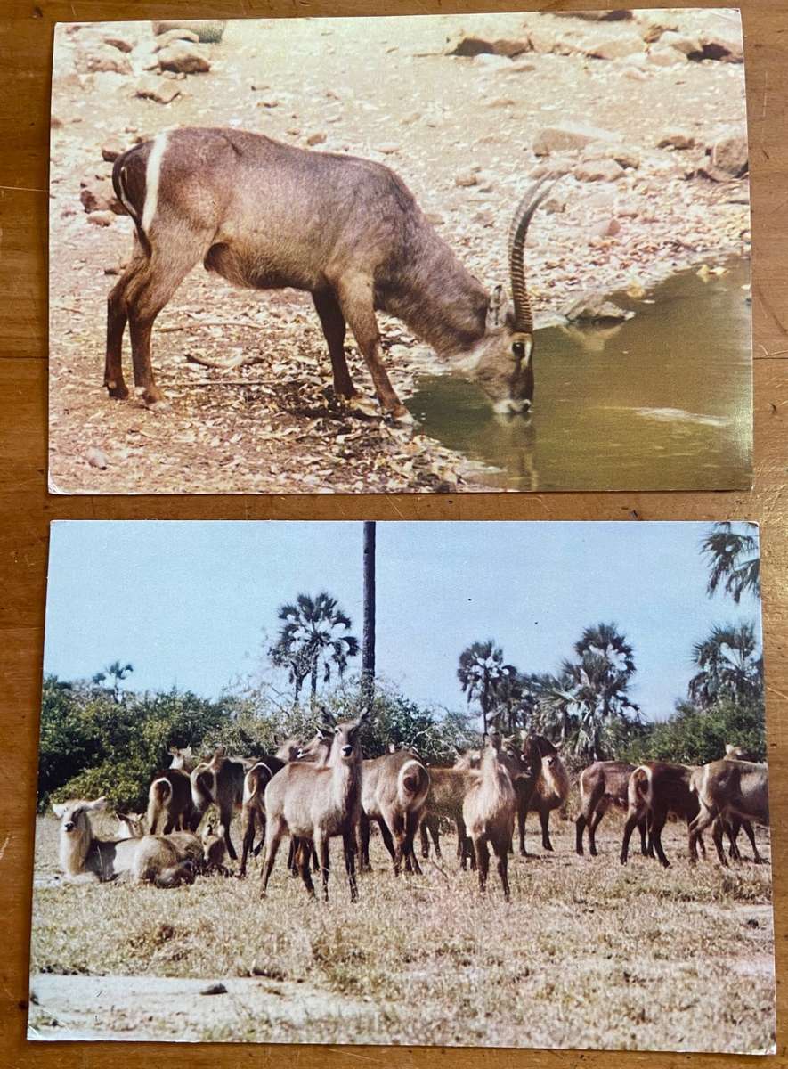 POSTCARDS POST CARDS x 2 WATERBUCK HERD & SINGLE MALE GORONGOSA & KRUGER NATIONAL PARK  ANTELOPE.