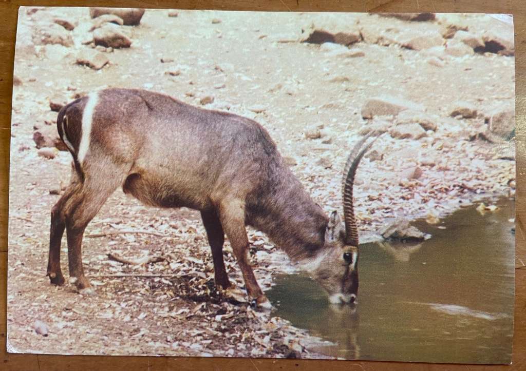POSTCARDS POST CARDS x 2 WATERBUCK HERD & SINGLE MALE GORONGOSA & KRUGER NATIONAL PARK  ANTELOPE.