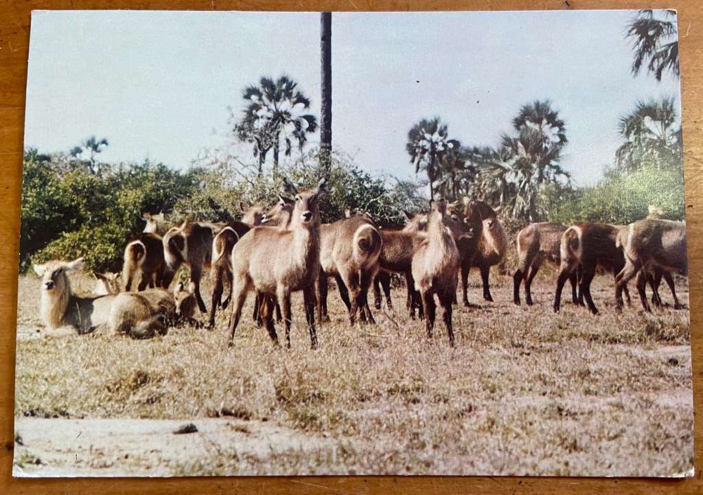 POSTCARDS POST CARDS x 2 WATERBUCK HERD & SINGLE MALE GORONGOSA & KRUGER NATIONAL PARK  ANTELOPE.