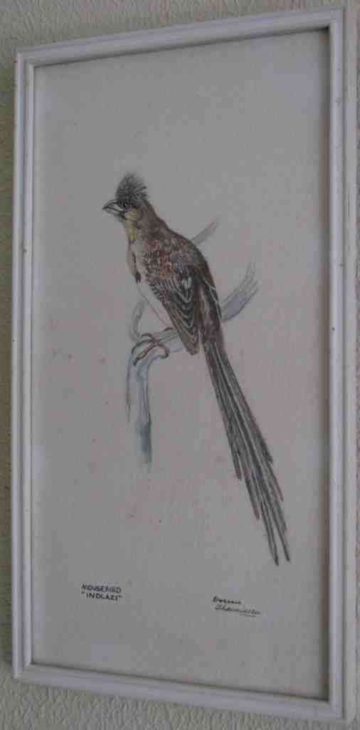 South Africa Bird Series! DOREEN THEUNISSEN = Watercolour = MAGNIFCENT MOUSEBIRD = "INDLAZI"!!!!!!!!