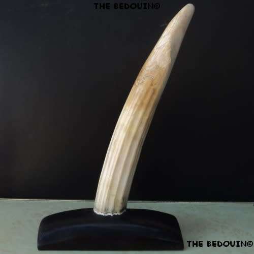 WALRUS IVORY TUSK on EBONY BASE. Paperweight / Ornament / Conversation piece. 32 cm. HAVE A LOOK!