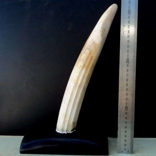 WALRUS IVORY TUSK on EBONY BASE. Paperweight / Ornament / Conversation piece. 32 cm. HAVE A LOOK!