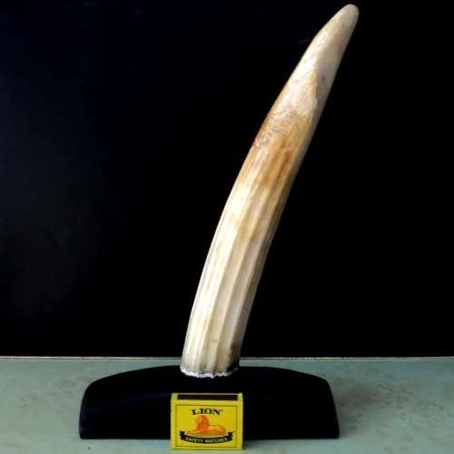 WALRUS IVORY TUSK on EBONY BASE. Paperweight / Ornament / Conversation piece. 32 cm. HAVE A LOOK!