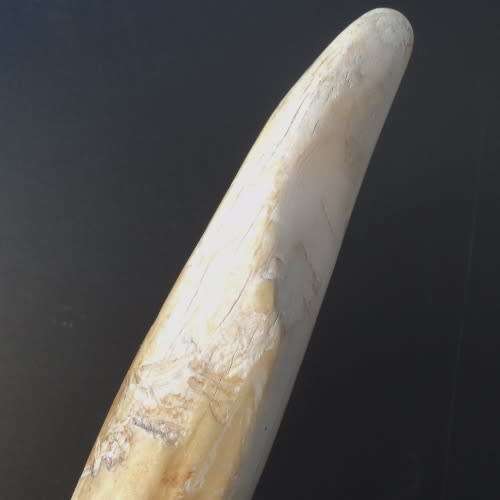 WALRUS IVORY TUSK on EBONY BASE. Paperweight / Ornament / Conversation piece. 32 cm. HAVE A LOOK!