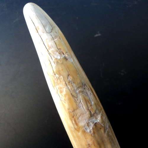 WALRUS IVORY TUSK on EBONY BASE. Paperweight / Ornament / Conversation piece. 32 cm. HAVE A LOOK!