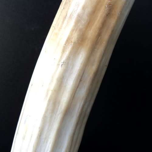 WALRUS IVORY TUSK on EBONY BASE. Paperweight / Ornament / Conversation piece. 32 cm. HAVE A LOOK!
