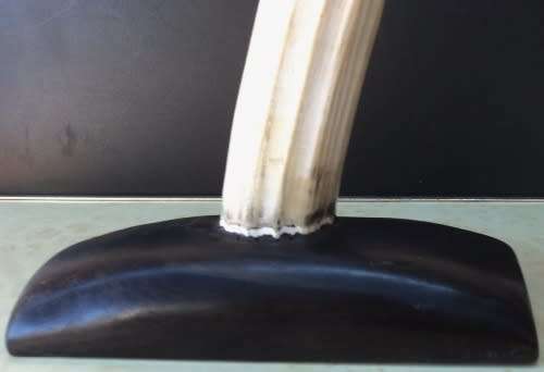 WALRUS IVORY TUSK on EBONY BASE. Paperweight / Ornament / Conversation piece. 32 cm. HAVE A LOOK!