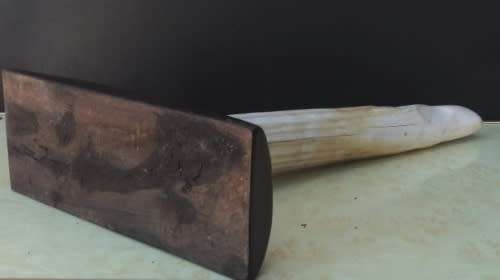 WALRUS IVORY TUSK on EBONY BASE. Paperweight / Ornament / Conversation piece. 32 cm. HAVE A LOOK!
