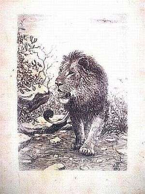 ORIGINAL PENCIL SCETCH. LION. Initialed by artist.