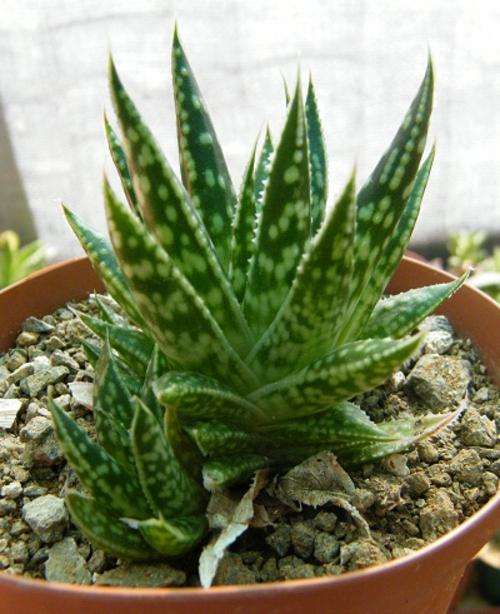Aloe aristata hybrid plant