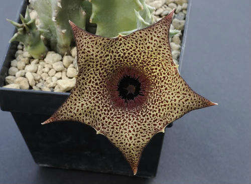 Huernia barbata plants