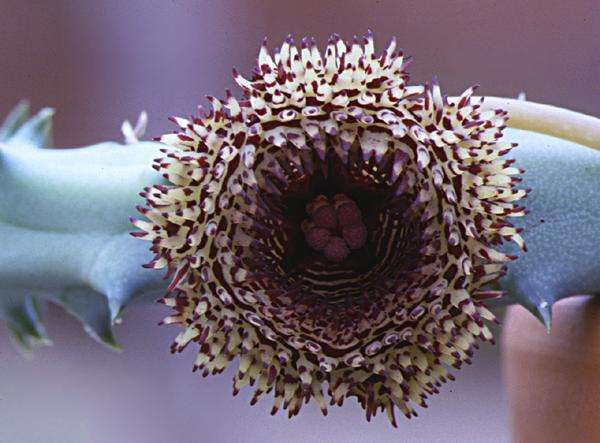 Huernia hystrix